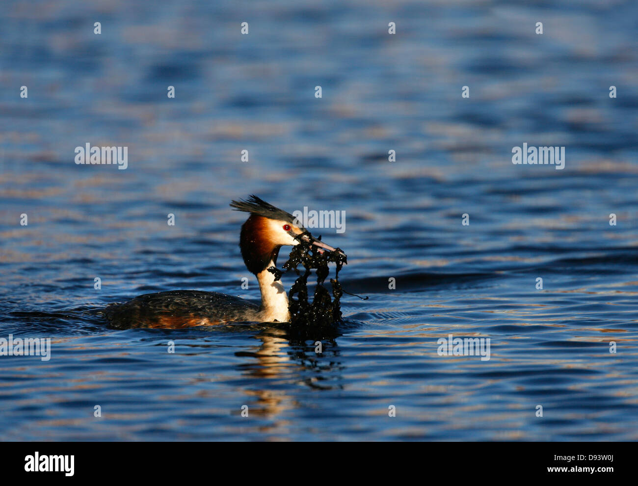 Great cheated grebe hunting in water Stock Photo
