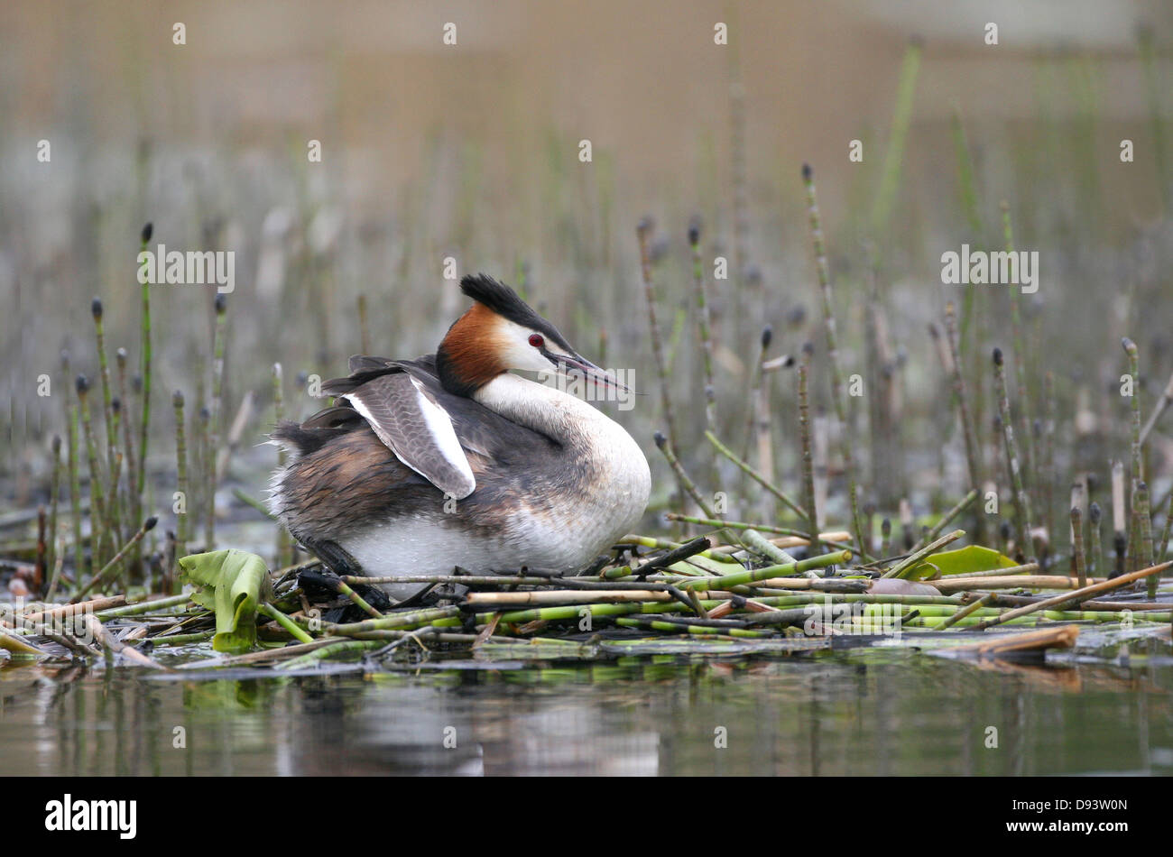 Great chested grebe on grass near lake Stock Photo