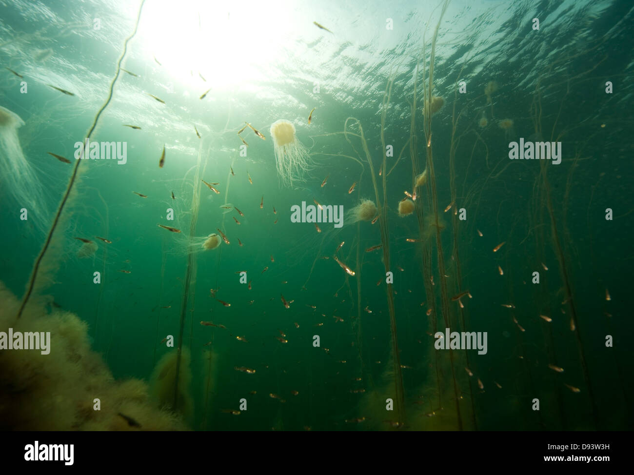 Jellyfish swimming underwater Stock Photo - Alamy