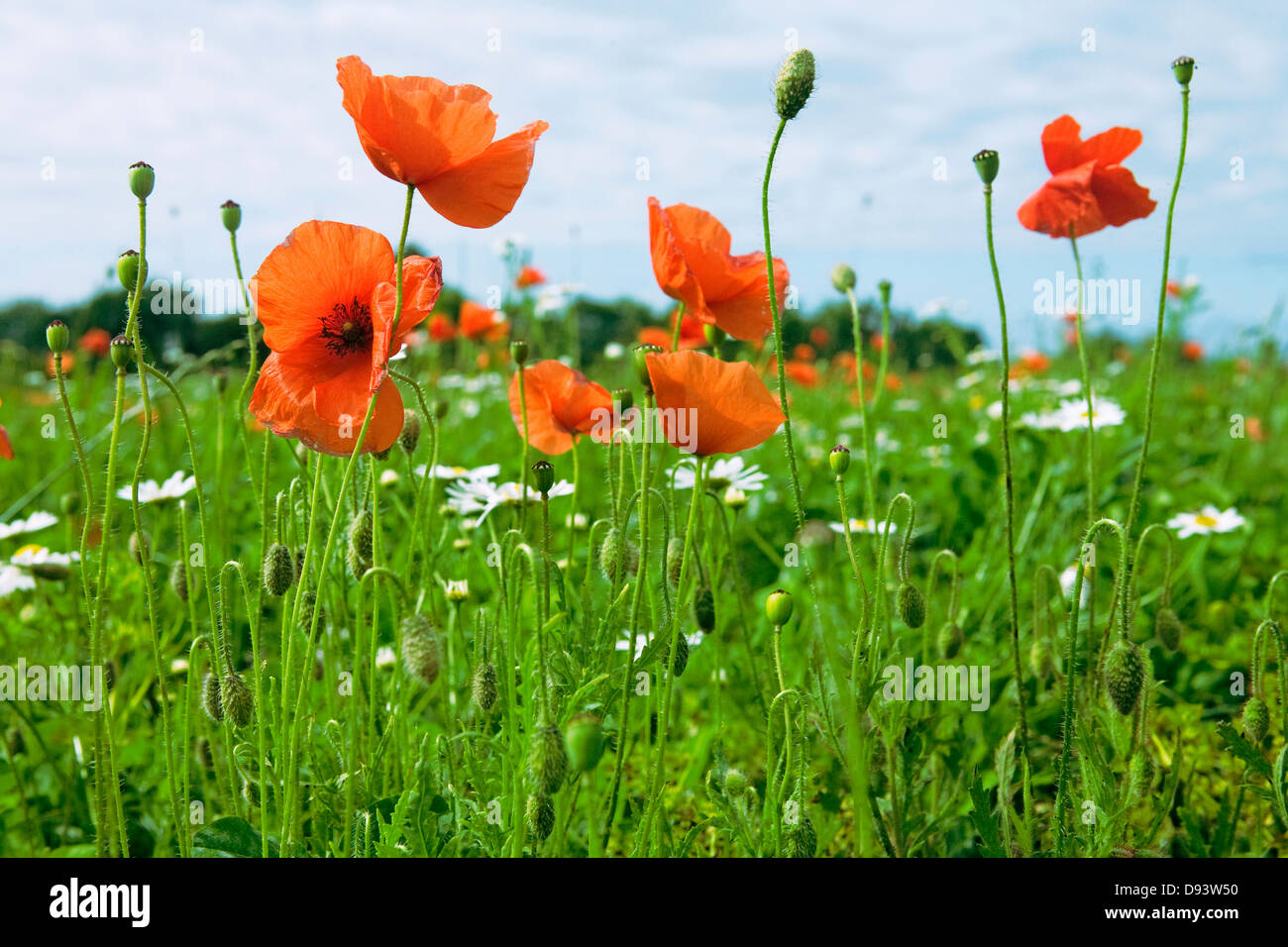 Green field with poppies hi-res stock photography and images - Alamy