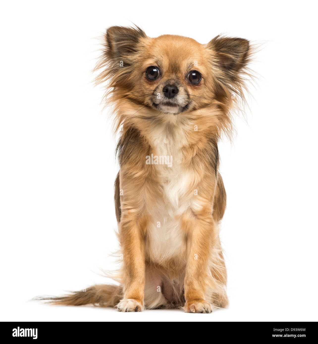 Chihuahua, 2 years old, sitting against white background Stock Photo ...