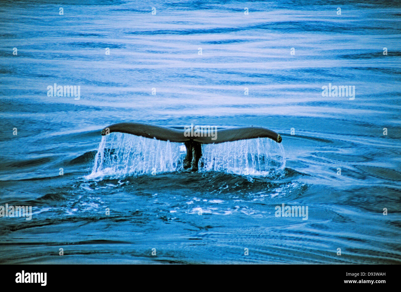 Humpback whales tail above water Stock Photo