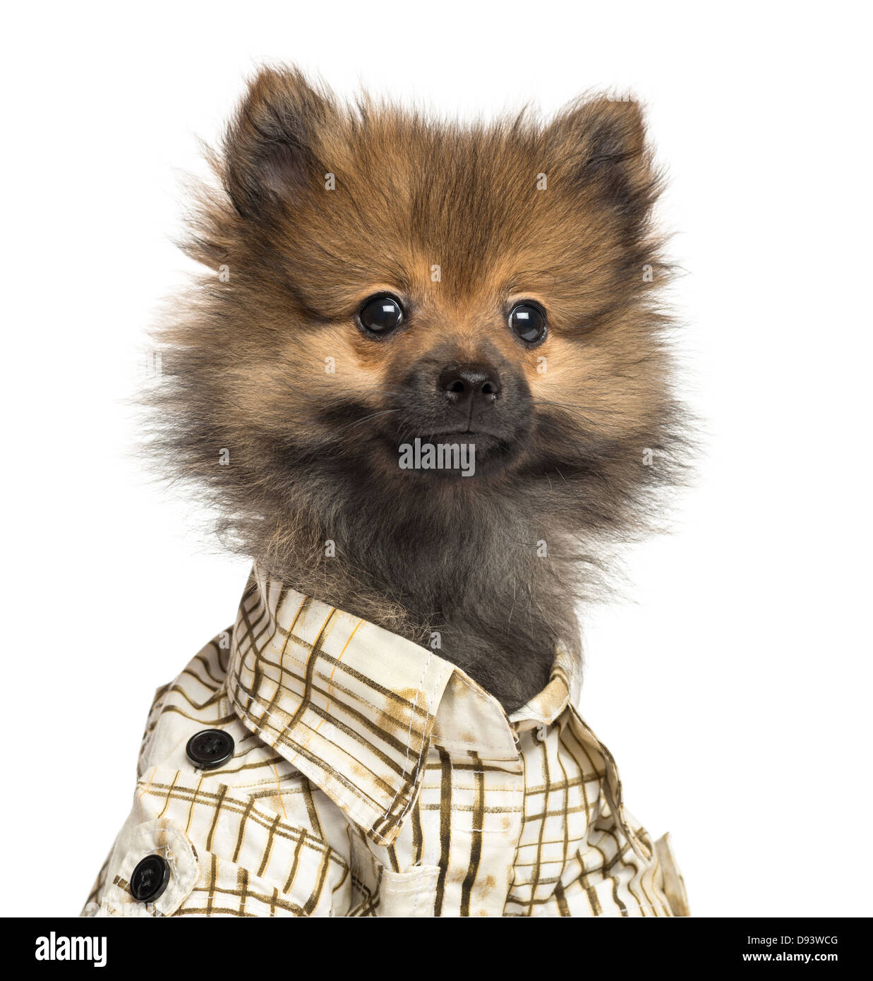 Close-up of Spitz puppy wearing a checked shirt, 4 months old, against white background Stock Photo