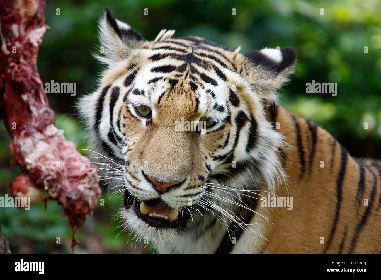 Close-up of tiger eating prey Stock Photo
