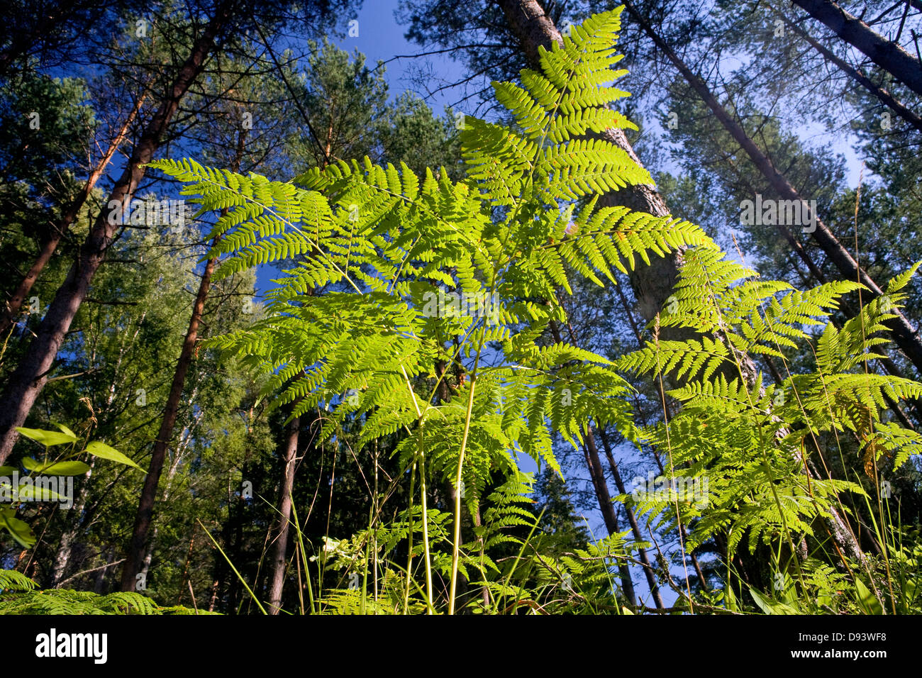 Fern forest hi-res stock photography and images - Alamy