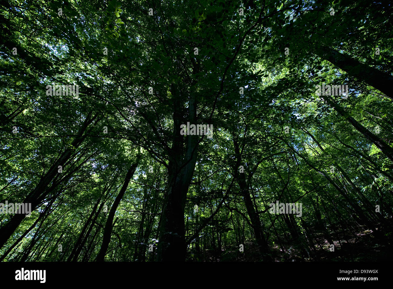 Beech trees in forest, low angle view Stock Photo