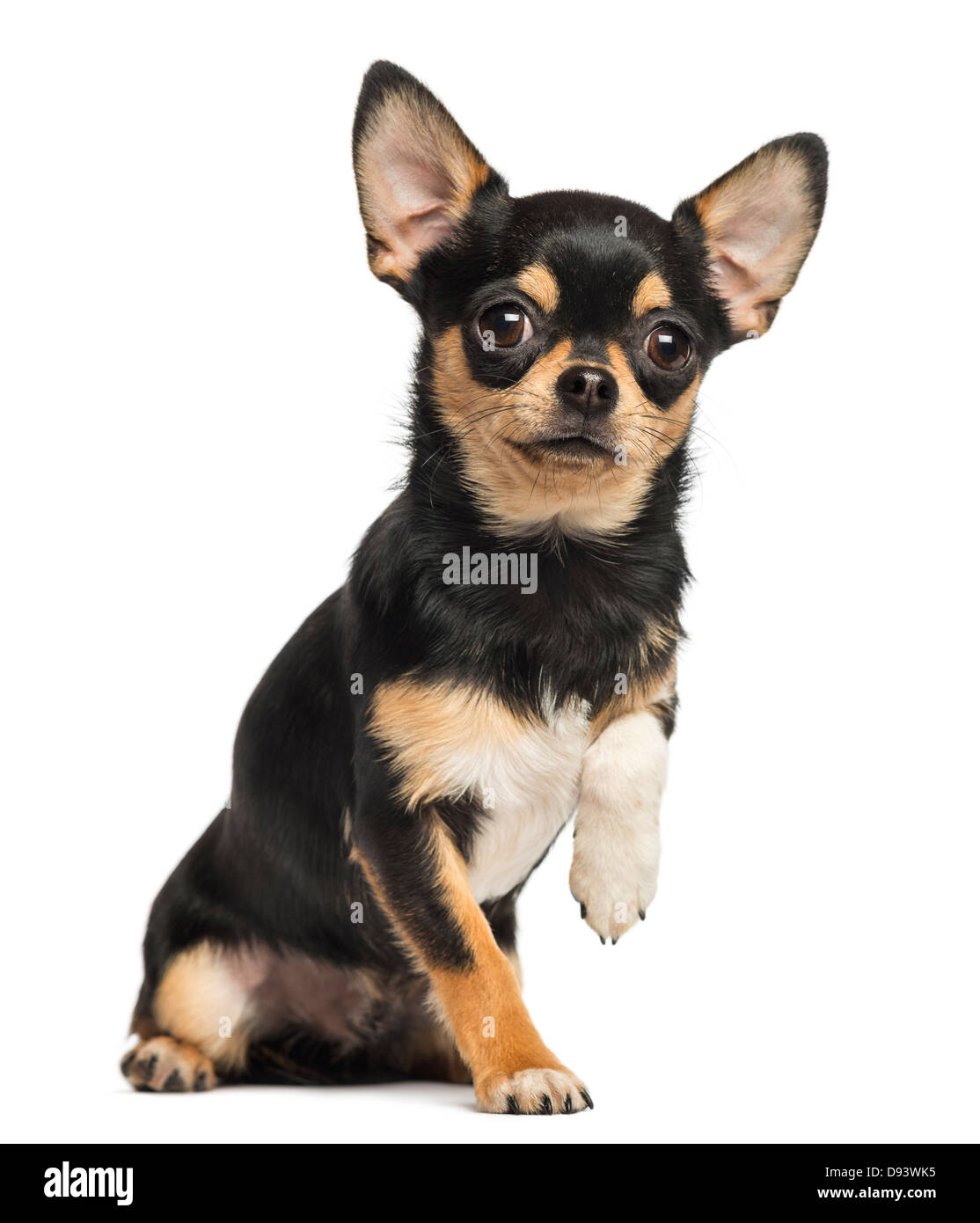 Chihuahua lifting a paw, 8 months old, sitting against white background Stock Photo