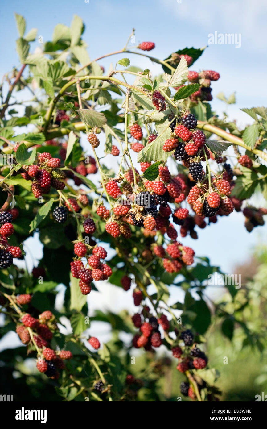 Blackberries growing on tree Stock Photo Alamy