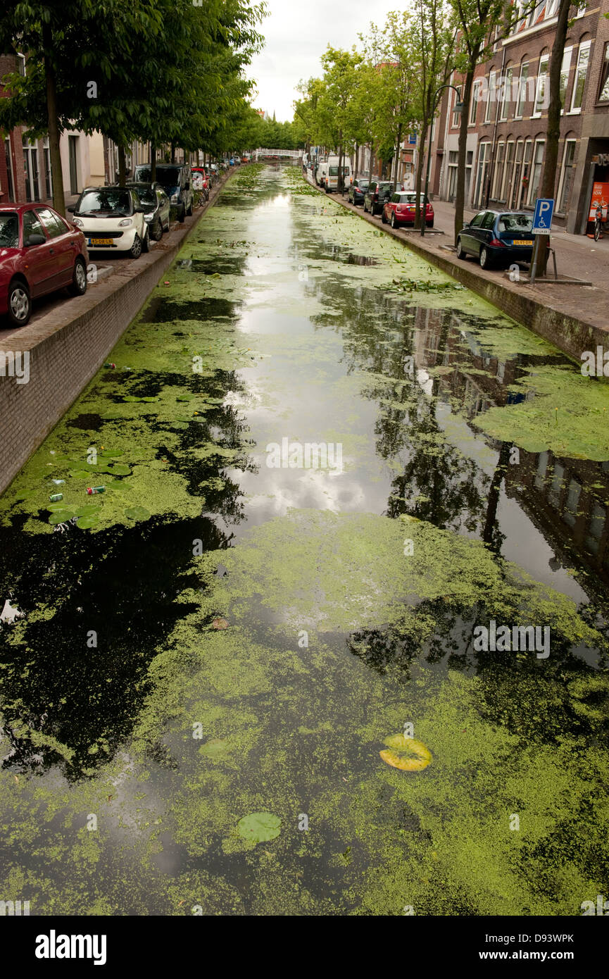 Algae Pollution Canal Green Weed Delft Holland Netherlands Europe Stock