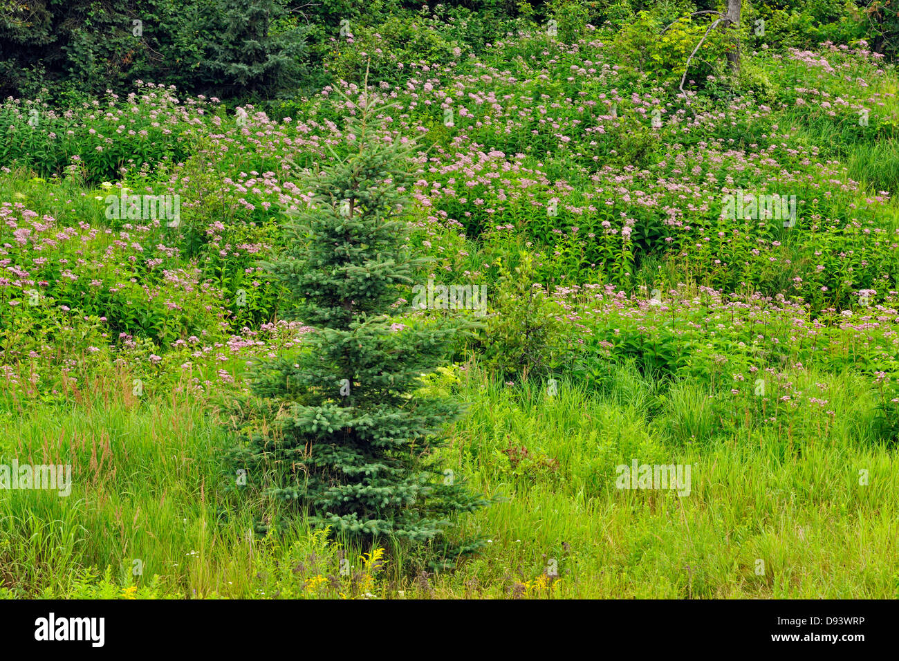 Flowering Joe-pye weed colony and spruces near a small stream Greater Sudbury Naughton Ontario Canada Stock Photo