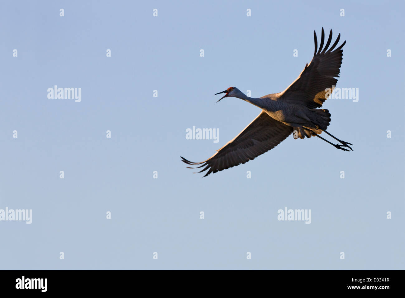 Sandhill crane flying against clear sky Stock Photo