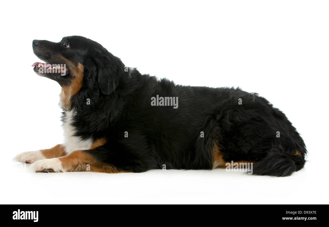 bernese mountain dog laying down looking up isolated on white ...