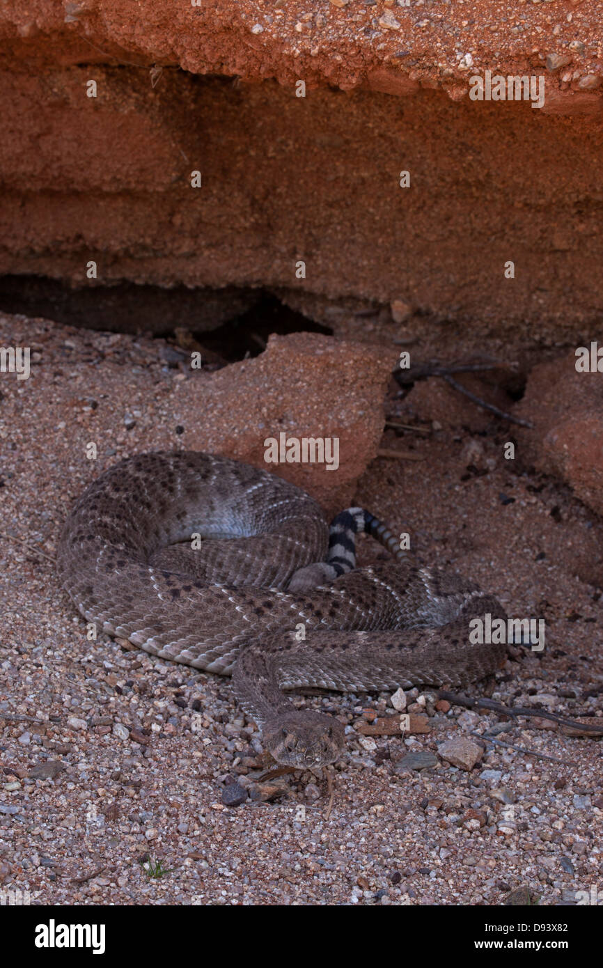 Western Diamondback Rattlesnake, Sonoran Desert, Arizona Stock Photo