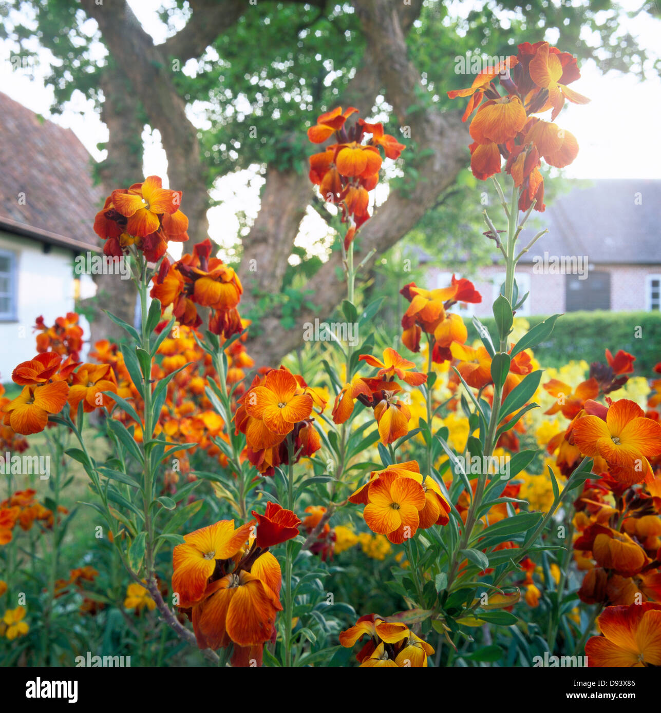 Orange violets in a yard. Stock Photo