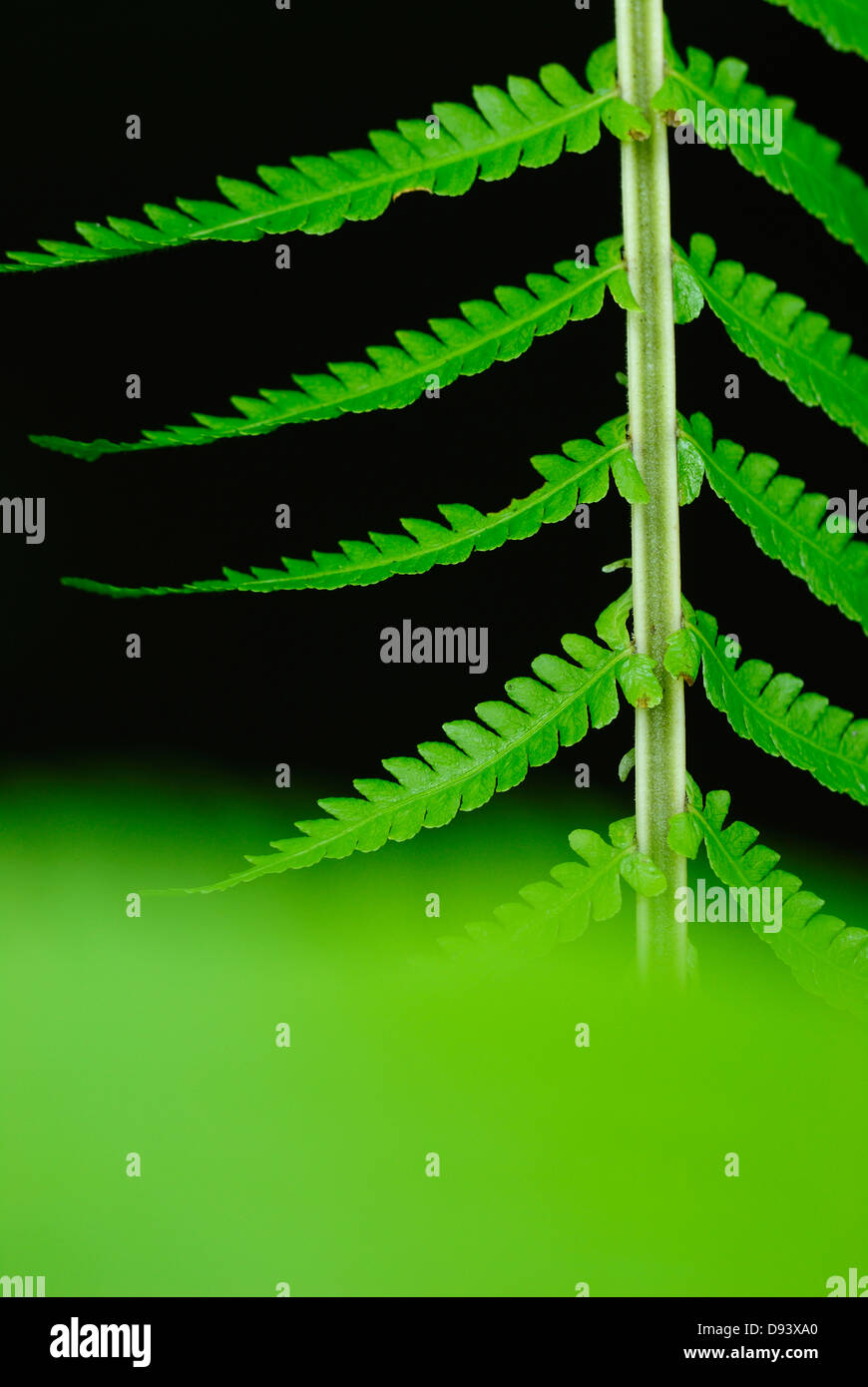 Up close fern leaf hi-res stock photography and images - Alamy