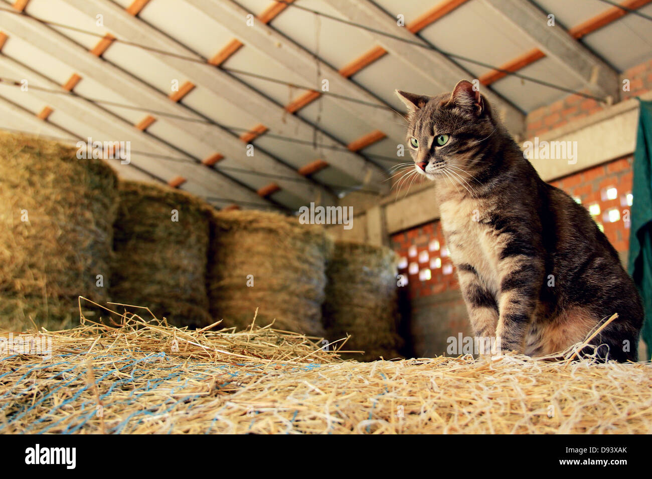 country cat Stock Photo