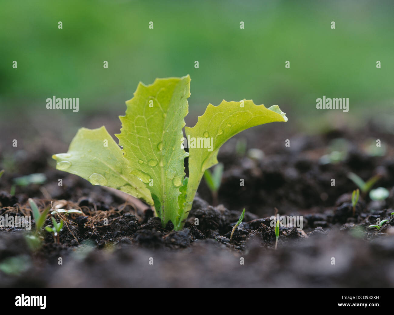Leaf vegetable growing on soil with water drop Stock Photo