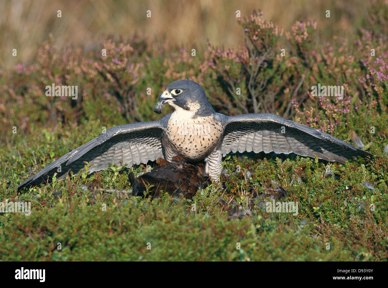 A pergrine falcon. Stock Photo