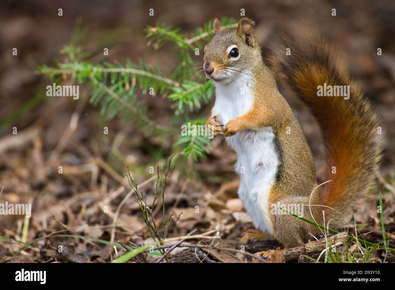 Close-up red American squirrel Stock Photo