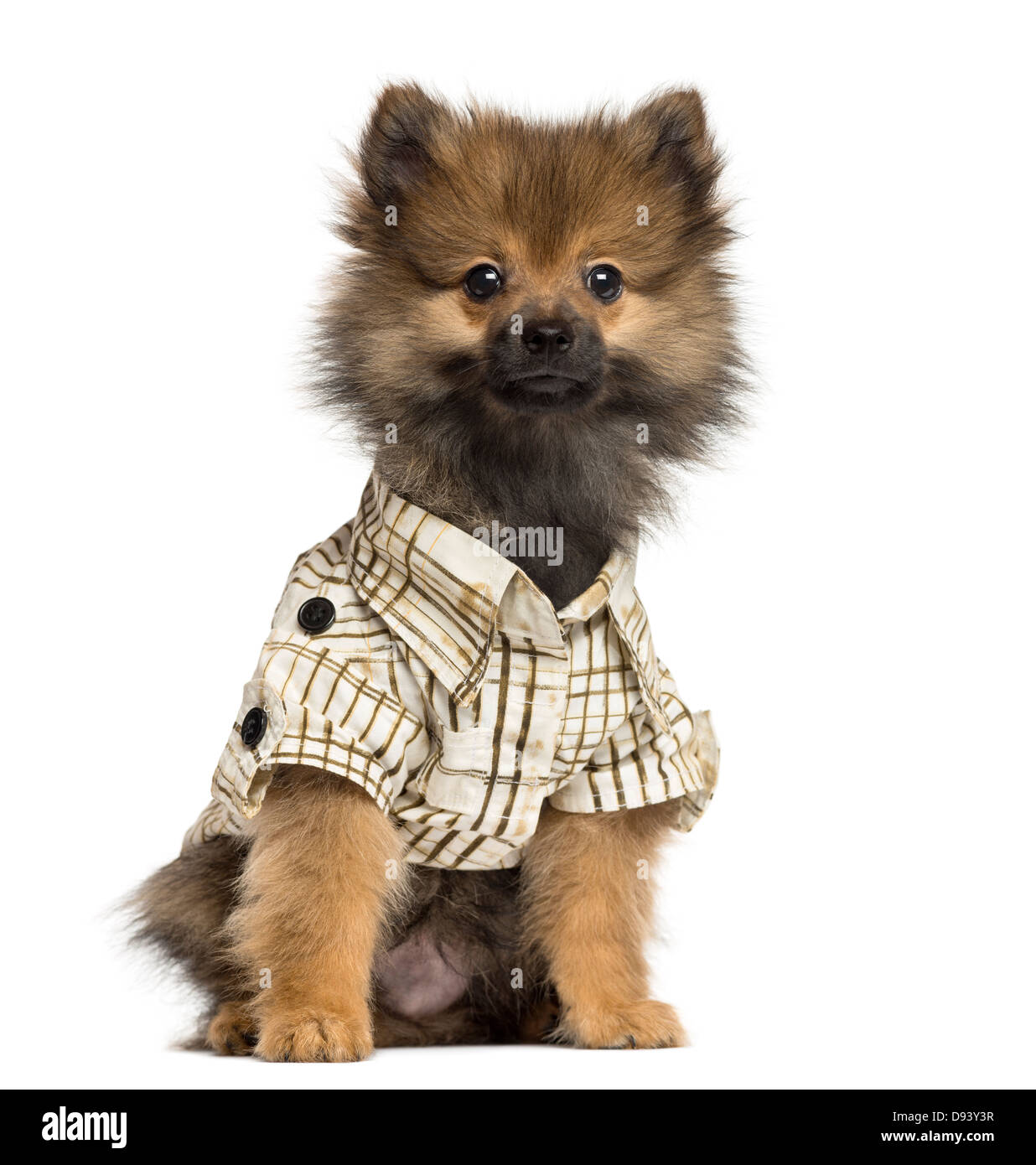 Spitz puppy wearing a checked shirt, 4 months old, against white background Stock Photo