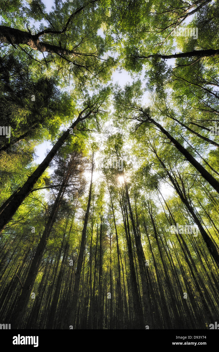 Low angle view of tall trees Stock Photo