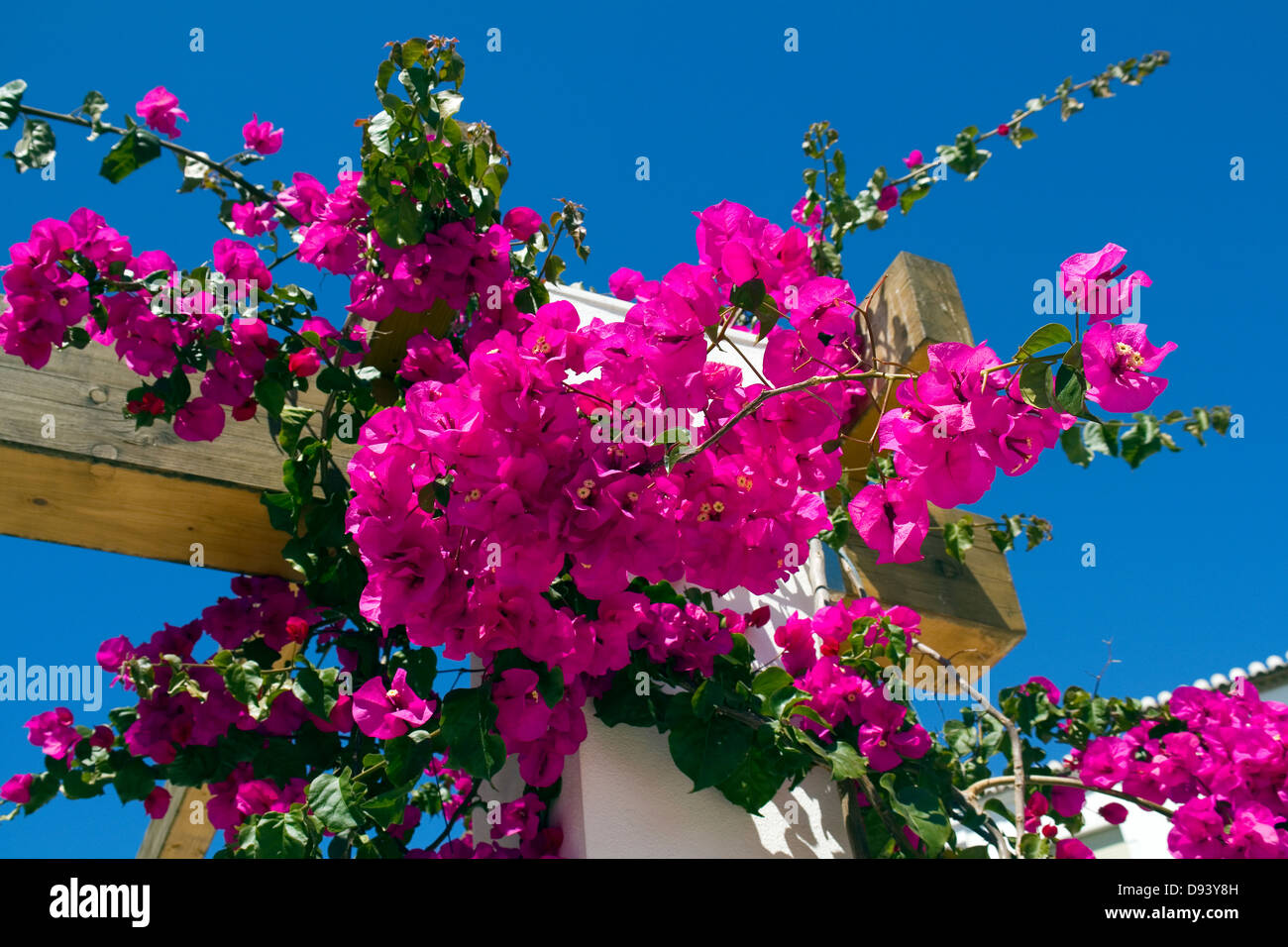 Red bougainvillea flowers closeup in hi-res stock photography and