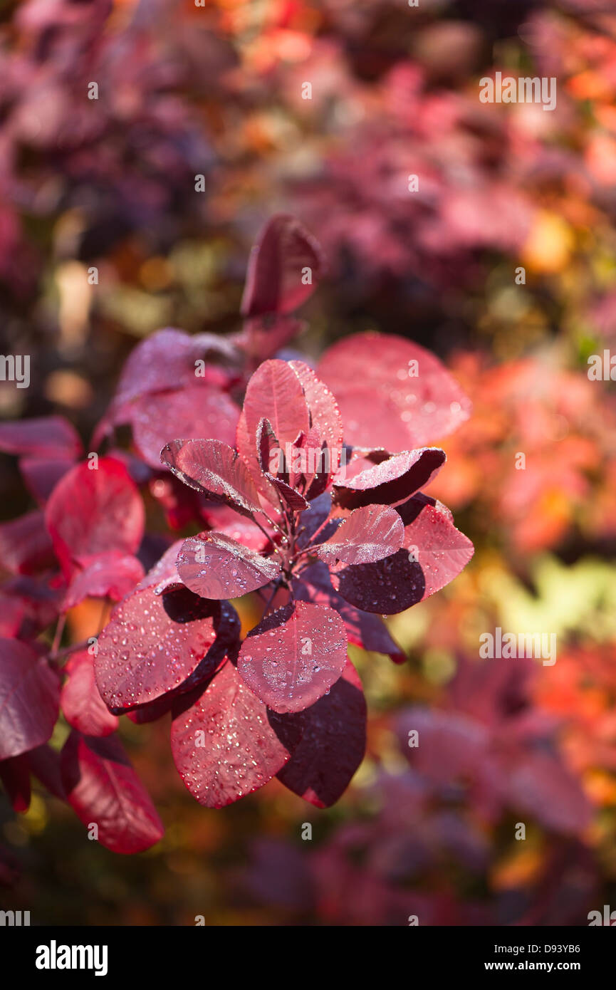 Smoketree or Smoke Bush, Cotinus ‘Grace’, in autumn Stock Photo