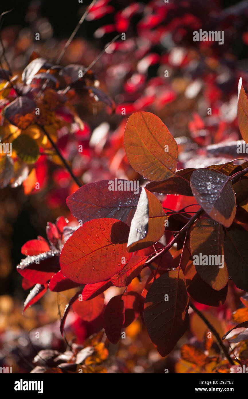 Smoketree or Smoke Bush, Cotinus ‘Grace’, in autumn Stock Photo
