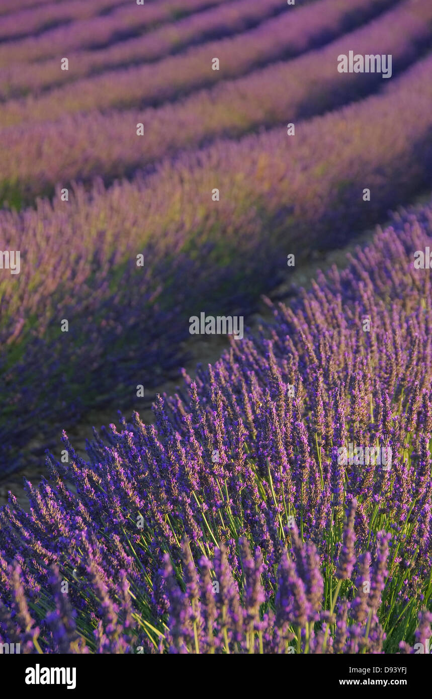 Lavendelfeld - lavender field 96 Stock Photo