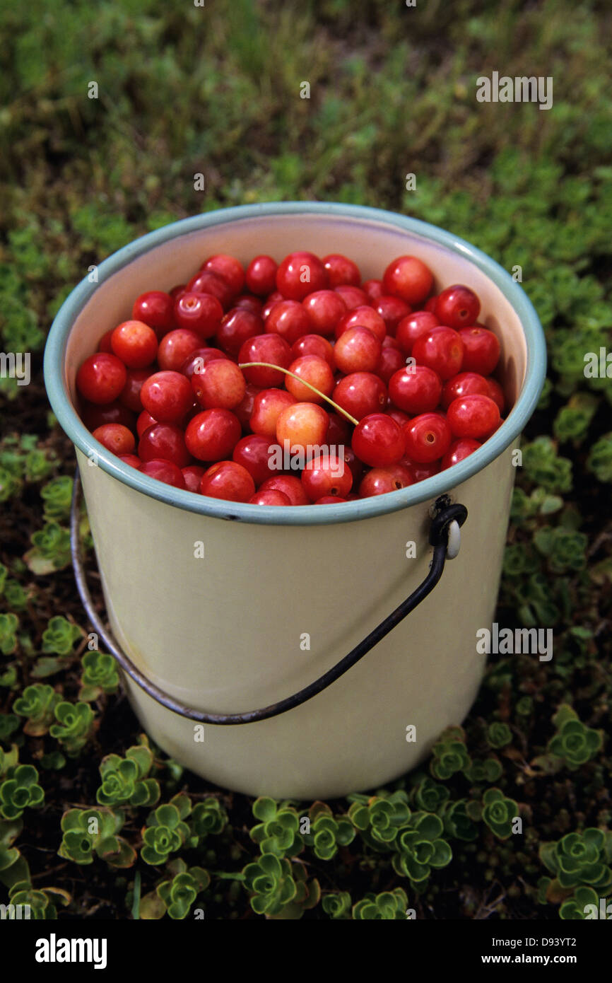 Red wild vertical hi-res stock photography and images - Alamy