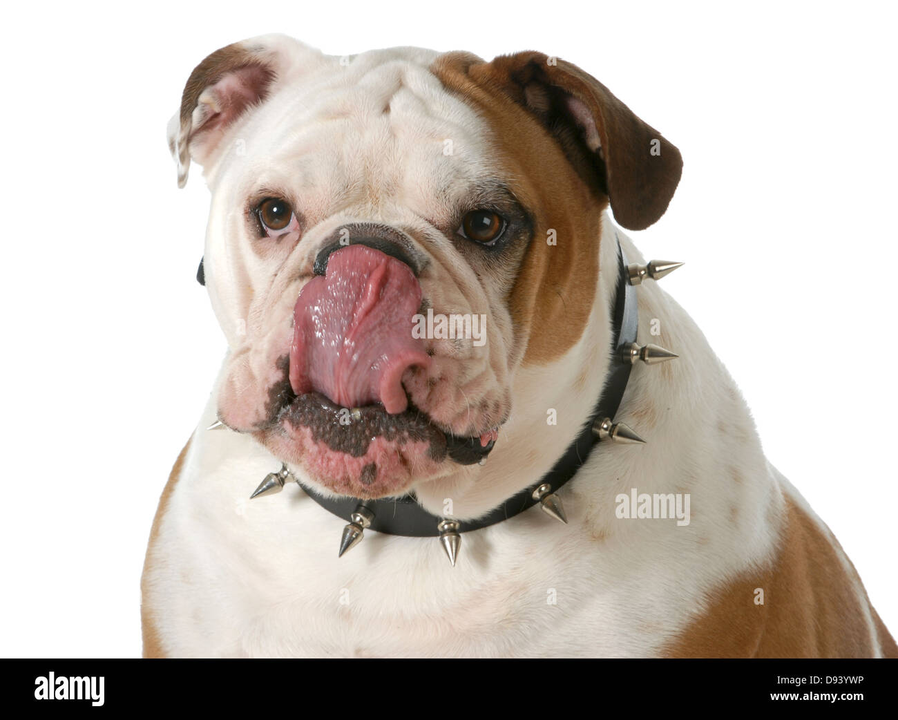 dog licking lips - english bulldog licking lips isolated on white  background Stock Photo - Alamy