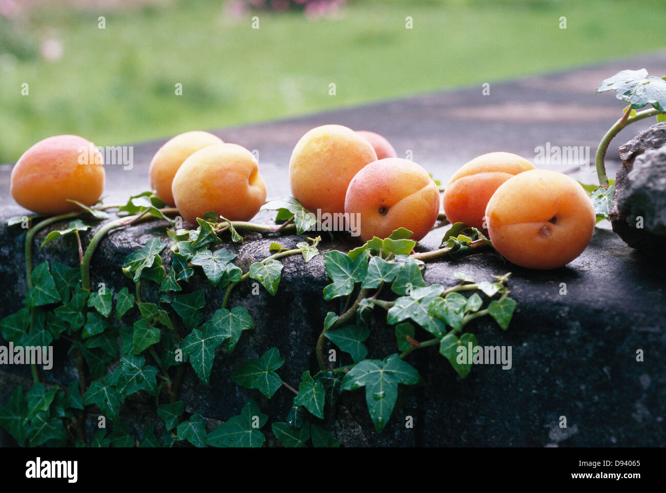 Apricots and ivy. Stock Photo