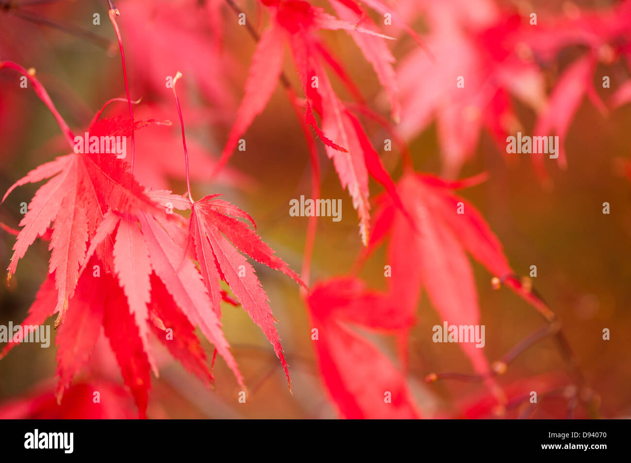Smooth japanese maple hi-res stock photography and images - Alamy