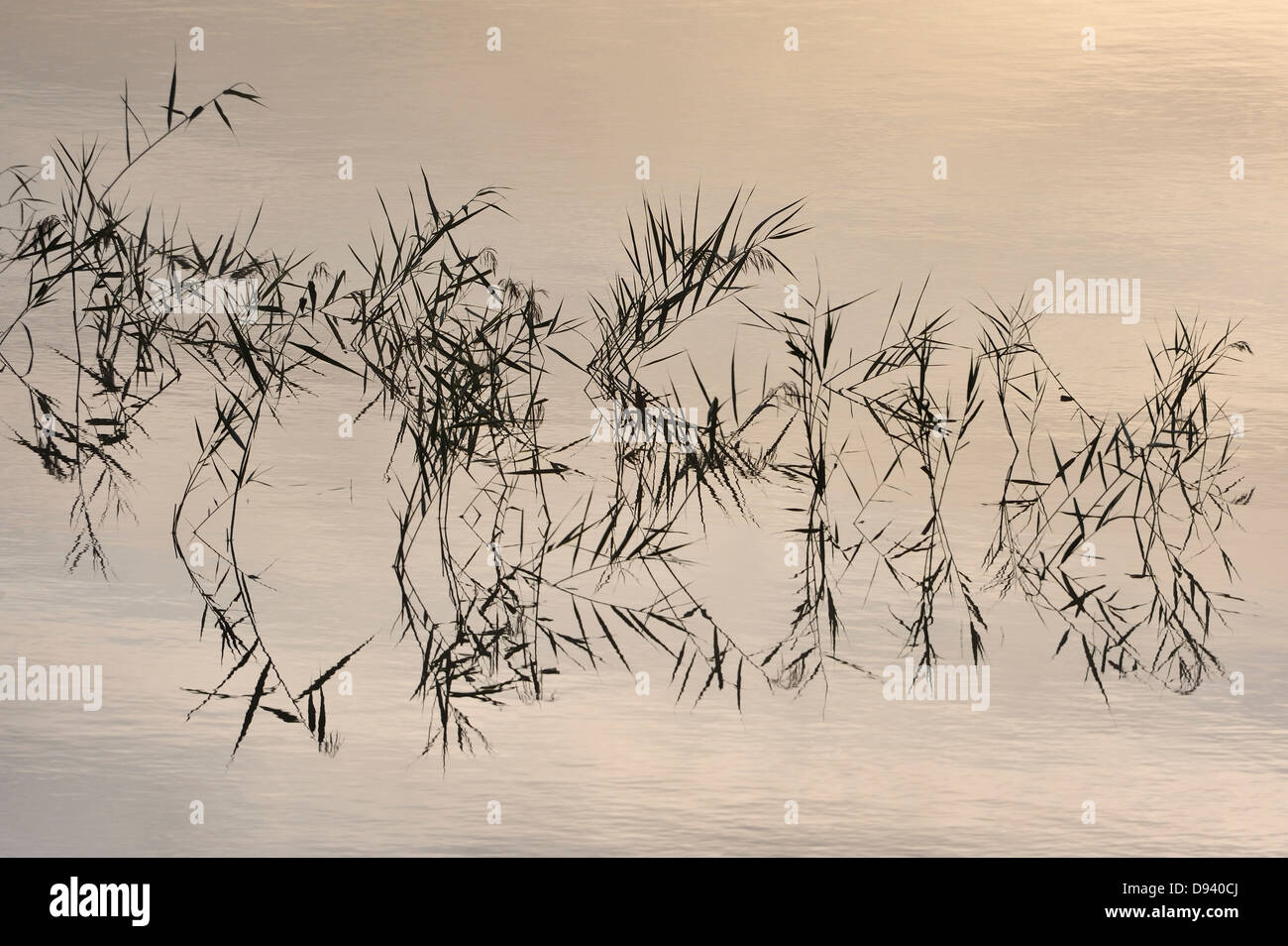 Common reed growing in lake Stock Photo - Alamy