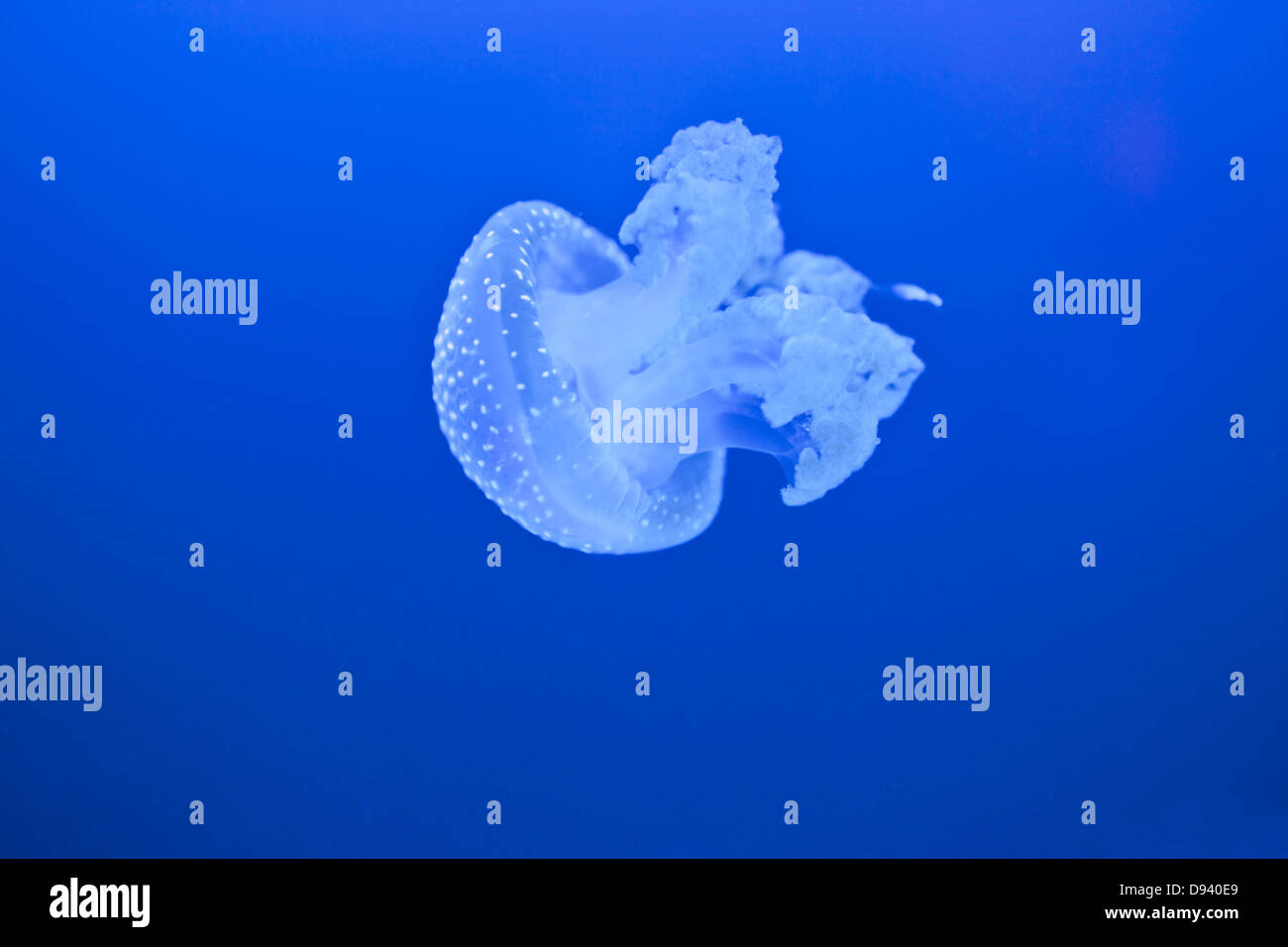 Jellyfish against blue background Stock Photo - Alamy