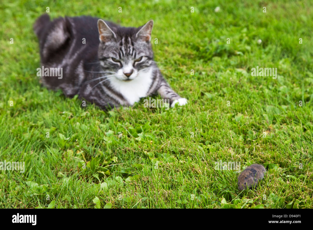 Voles and lemmings hires stock photography and images Alamy