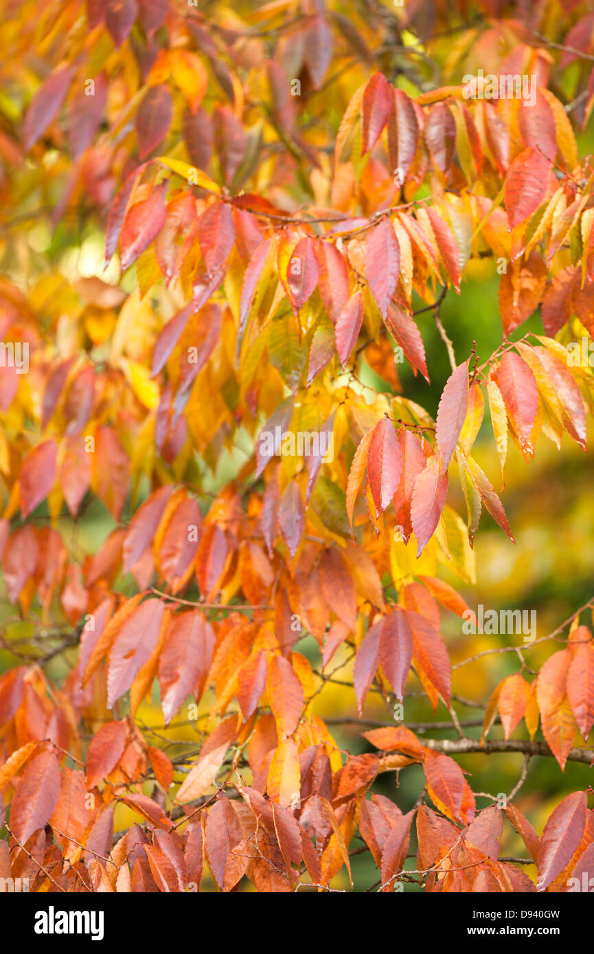 Zelkova serrata, Japanese zelkova or Keaki, in autumn Stock Photo