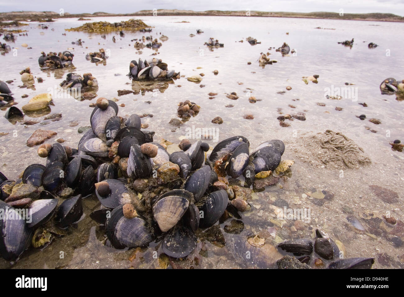 Clams at the bottom of the sea at low water, Norway. Stock Photo