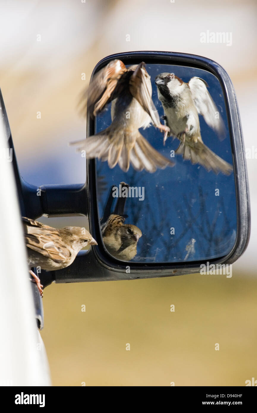 Two house sparrows looks at themselves in a wing mirror, Narke, Sweden. Stock Photo