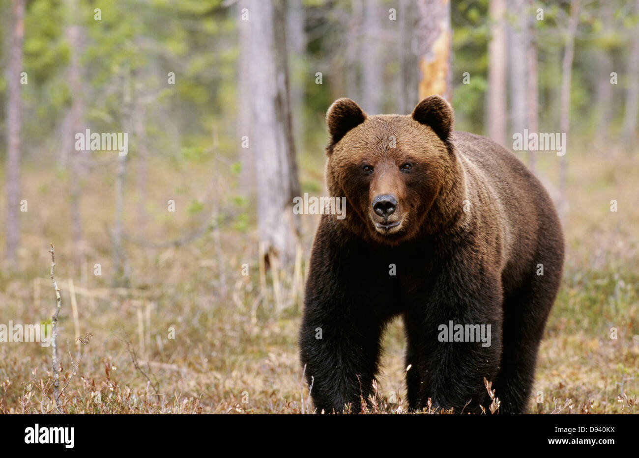 Brown bear wandering in forest Stock Photo - Alamy