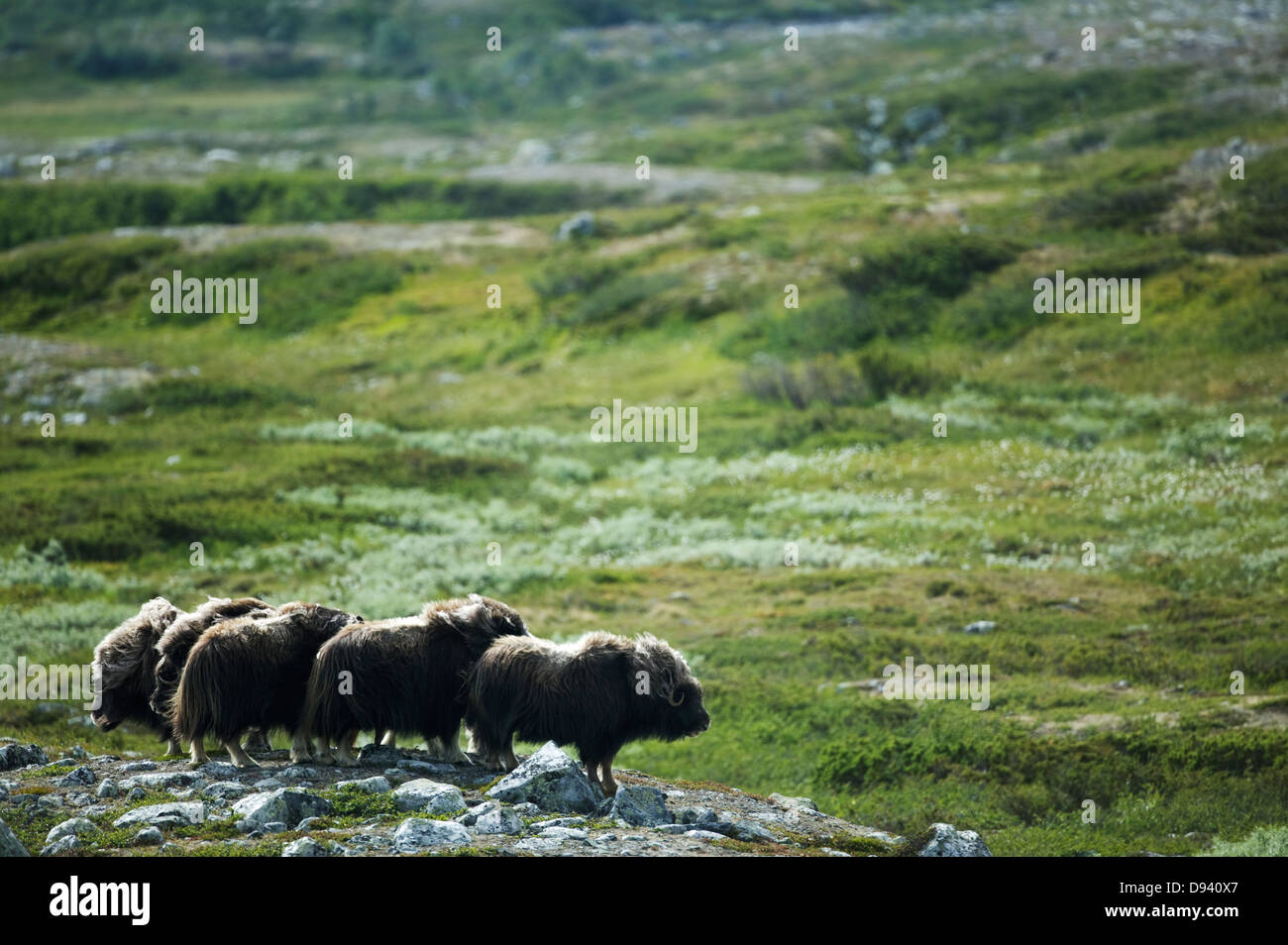 Musk oxen on the mountains, Funasdalen, Harjedalen, Sweden. Stock Photo