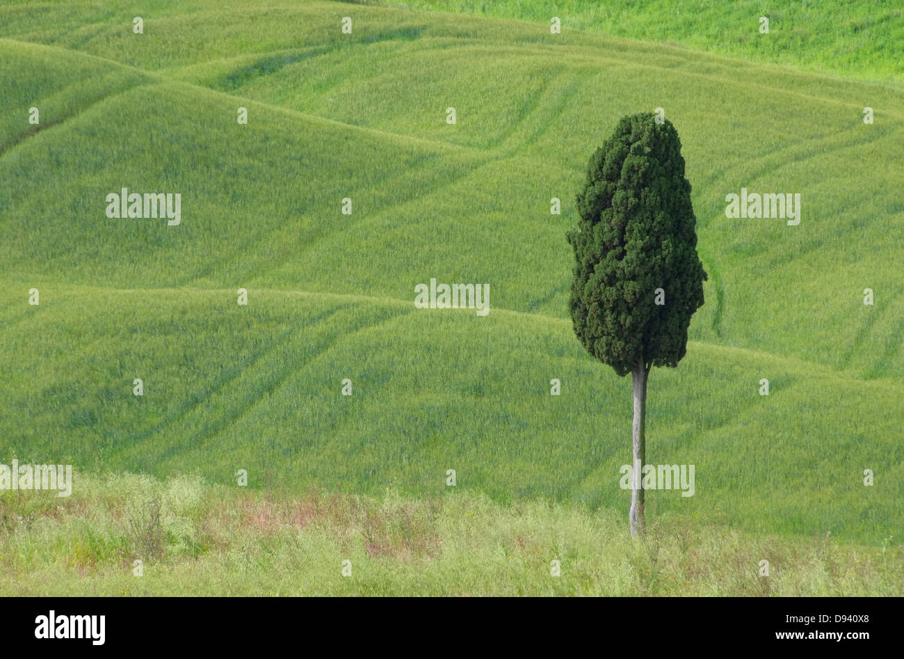 Toskana Zypresse - Tuscany cypress 01 Stock Photo
