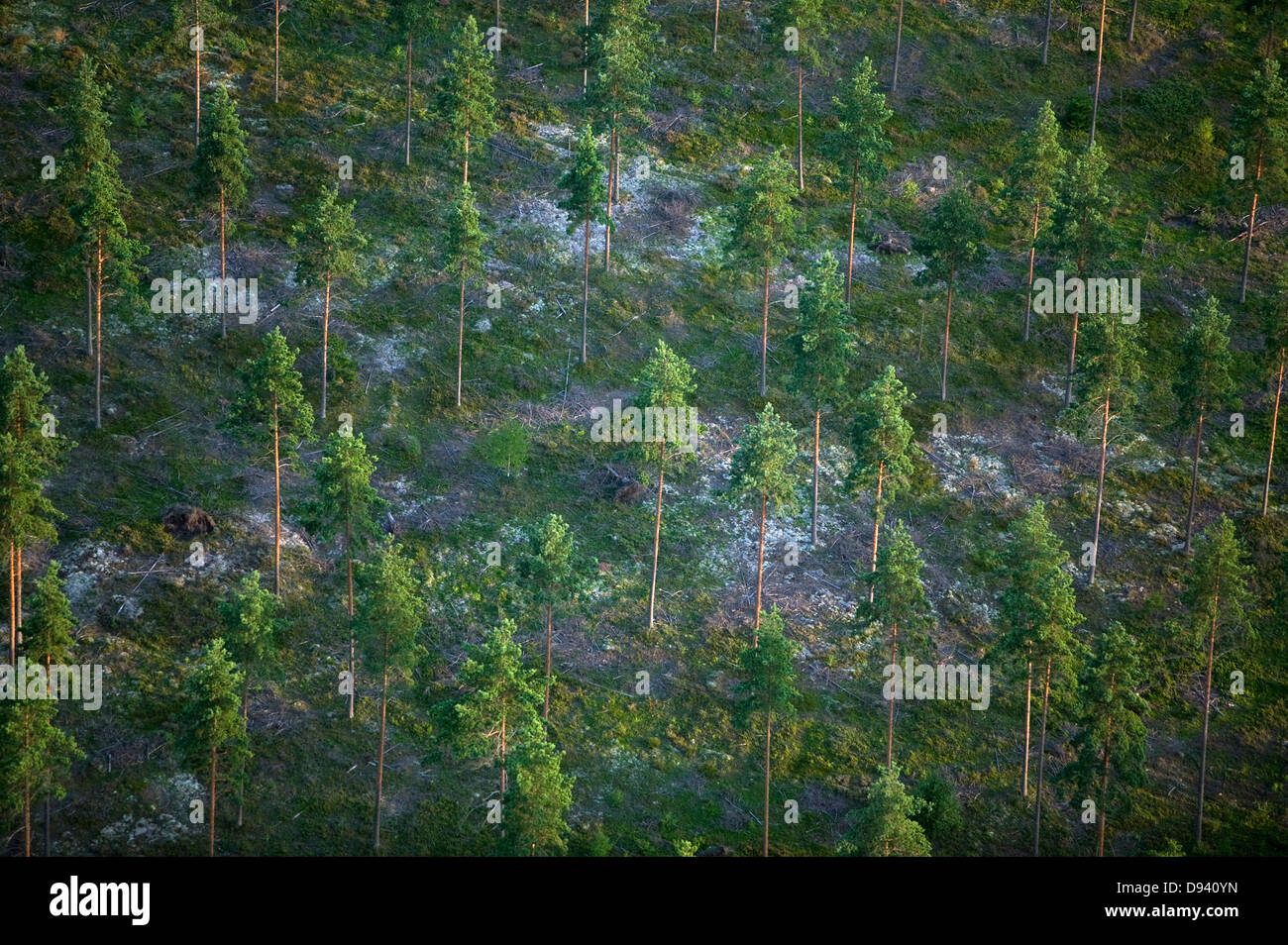 Pine trees on clear-cut area, Varmland, Sweden. Stock Photo
