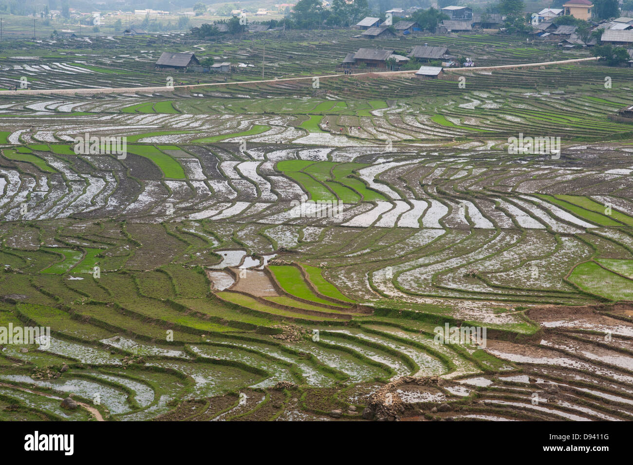 Sapa Vietnam - Rice paddies Stock Photo