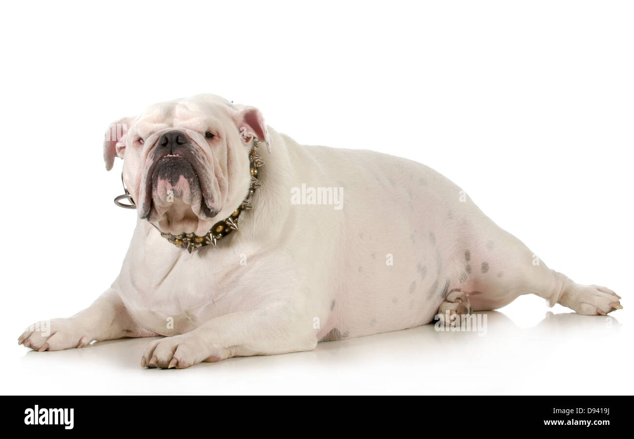 overweight english bulldog