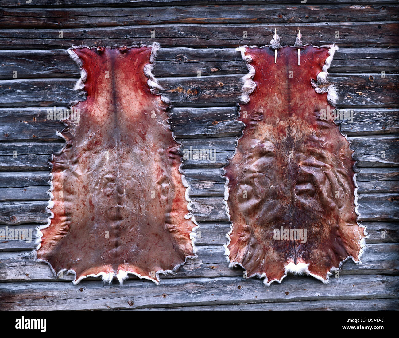 Animal hides hi-res stock photography and images - Alamy