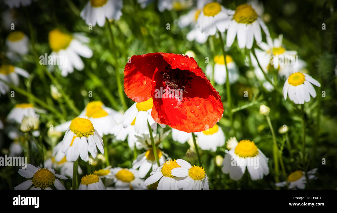 Poppy nature hi-res stock photography and images - Alamy