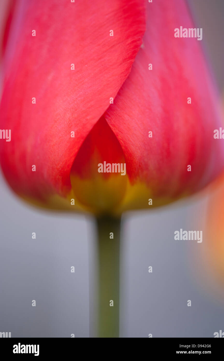 Tulip close shot hi-res stock photography and images - Alamy