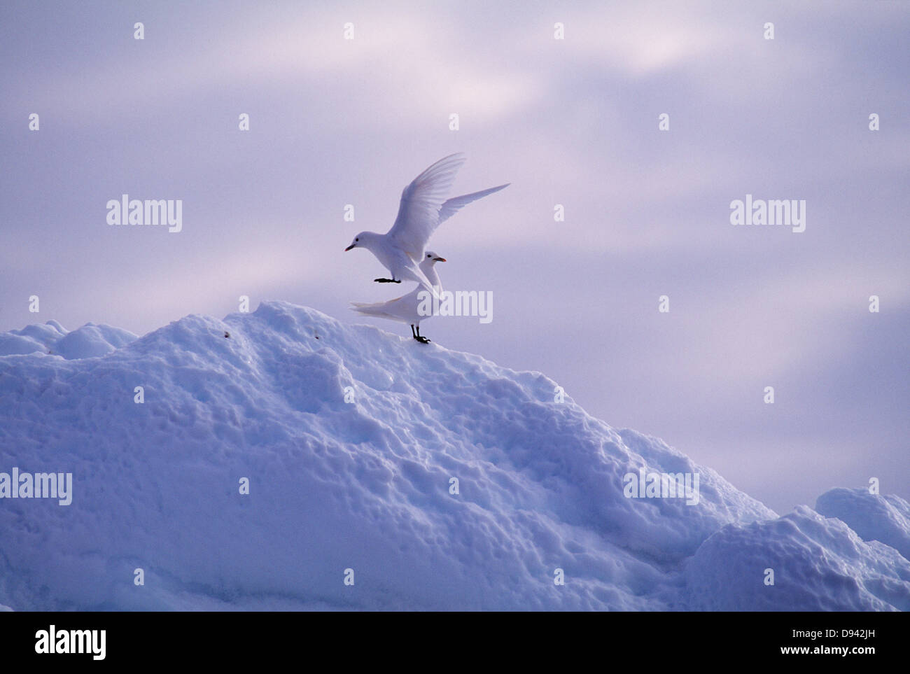 Birds flying on the mountain hires stock photography and images Alamy