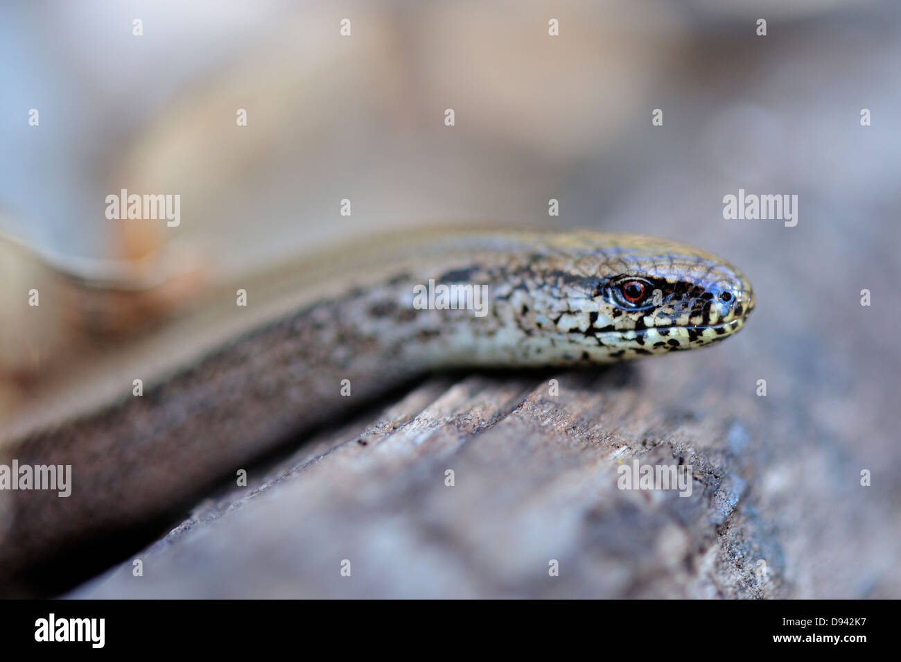 Slow animals hi-res stock photography and images - Alamy